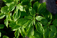 Klein glaskruid; Pellitory-of-the-wall; Parietaria judaica