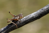 Knobbelduinsabelsprinkhaan - Tuberous Grey Bush-cricket - Platycle