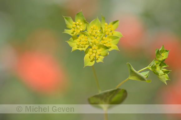 Doorwas; Thorowax; Bupleurum rotundifolium