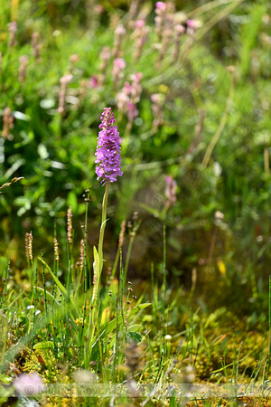 Dichte muggenorchis; Marsh Fragrant-orchid; Gymnadenia densiflor