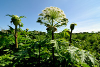 Reuzenberenklauw - Giant Hogweed - Heracleum mantegazzianum