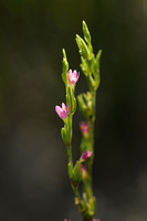 Schenkia spicata