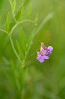 Moeraslathyrus - Marh Pea - Lathyrus palustris