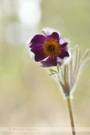 Mountain Pasque Flower; Pulsatilla montana