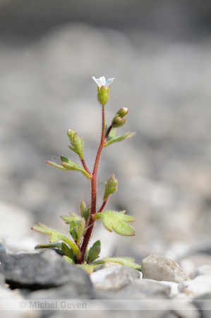 Kandelaartje; Rue-leaved saxifrage; Saxifraga tridactylites