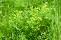 Slanke Vrouwenmantel; Shining lady's-Mantle; Alchemilla micans