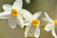 Bunch-flowered Daffodil; Narcissus tazetta