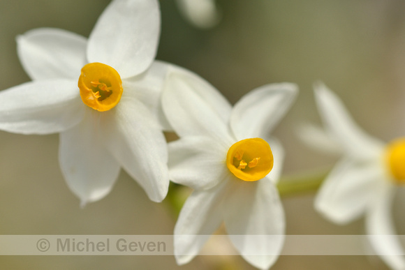 Bunch-flowered Daffodil; Narcissus tazetta