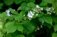 Gedraaide Koepelbraam; Rubus vigorosus;