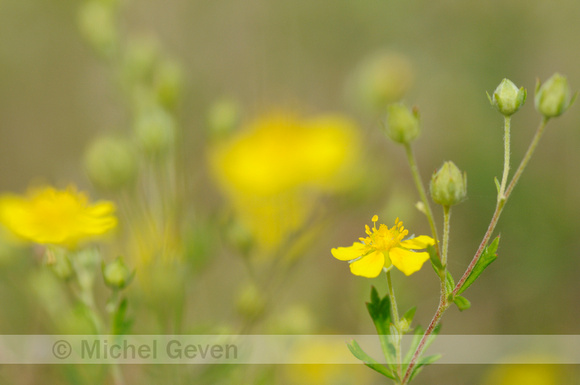 Viltganzerik; Hoary Cinquefoil; Potentilla argentea