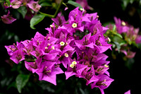 Paperflower; Bougainvillea glabra