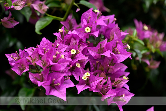 Paperflower; Bougainvillea glabra