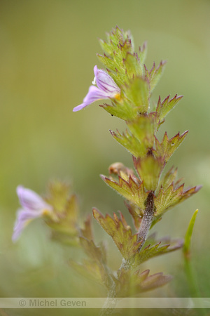 Vierrijige ogentroost; Irish Eyebright; Euphrasia tetraquetra