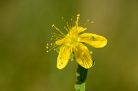 Frans hertshooi; Hypericum x desetangsii; Hypericum perforatum x