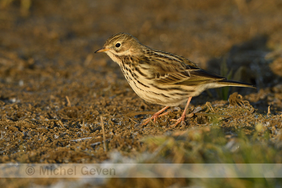 Graspieper; Meadow Pipit; Anthus pratensis