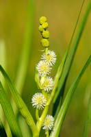 Kleine Egelskop - Branched bur-reed - Sparganium emersum