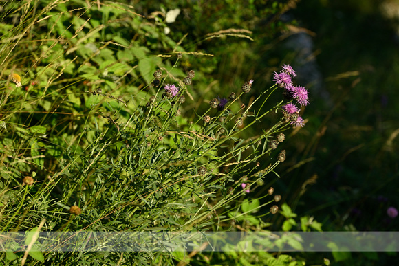 Grote centaurie; Greater knapweed; Centaurea scabiosa