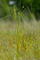 Canadese rus; Canadian rush; Juncus canadensis