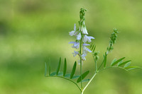 Galega; Galega officinalis