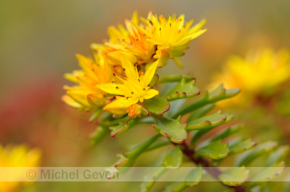 Sedum kamtschaticum; Kamchatka Stonecrop