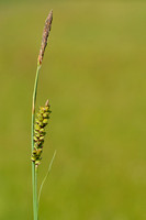 Blauwe zegge; Carnation sedge; Carex panicea