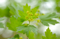 Spaanse aak - Field maple - Acer campestre