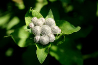 Donzige Klit; Woolly burdock; Arctium tomentosum;