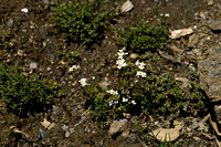 Alpine Rock-cress; Arabis alpina