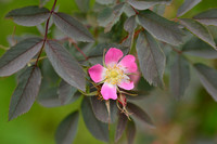 Bergroos; Red-leaved Rose; Rosa glauca