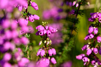 Rode dophei; Bell heather; Erica cinerea