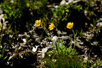 Hieracium valdepilosum