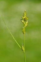 IJle zegge; Remote sedge; Carex remota