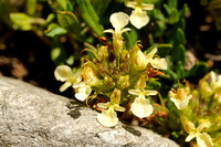 Berggamander; Mountain Germander; Teucrium montanum;