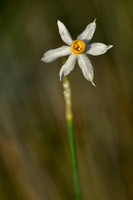 Bunch-flowered Daffodil; Narcissus tazetta