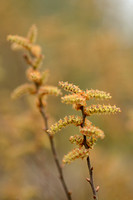 Wilde gagel; Bog Myrtle; Myrica gale