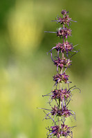 Kranssalie; Purple rain; Salvia verticillata