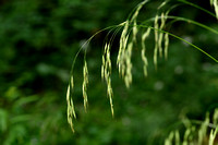 Ruwe Dravik; Hairy Brome; Bromopsis ramosa subsp. ramosa