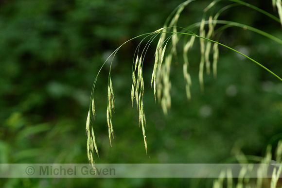 Ruwe Dravik; Hairy Brome; Bromopsis ramosa subsp. ramosa