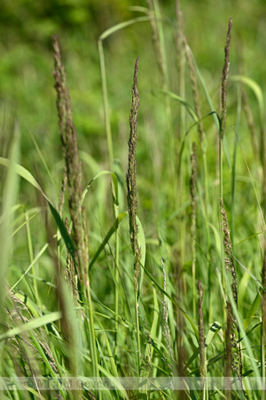 Duinriet; Wood Small-reed; Calamagrostis epigeios