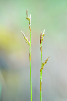 Vingerzegge - Fingered Sedge - Carex digitata