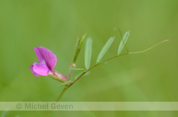 Smalle Wikke; Narrow-leaved Vetch; Vicia staiva subsp. nigra