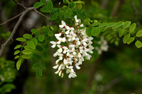 Robinia; Locust tree; Robinia pseudoacacia