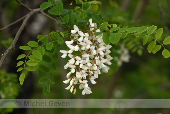 Robinia; Locust tree; Robinia pseudoacacia