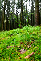 Witte veldbies; White Wood-rush; Luzula luzuloides;