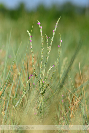 Schenkia spicata