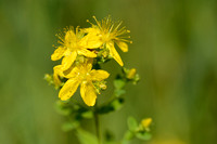 Frans hertshooi; Hypericum x desetangsii; Hypericum perforatum x