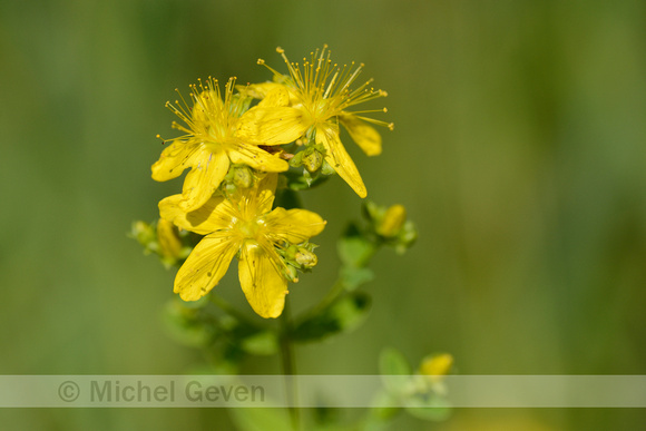 Frans hertshooi; Hypericum x desetangsii; Hypericum perforatum x