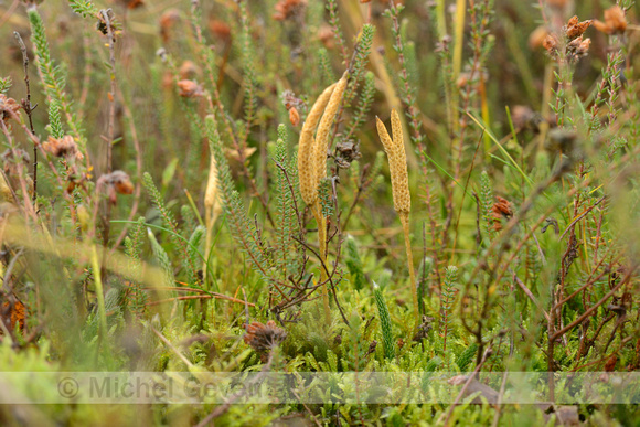 Grote Wolfsklauw; StagÕs-horn clubmoss; Lycopodium clavatum;