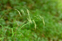 Ruwe Dravik; Hairy Brome; Bromopsis ramosa subsp. ramosa