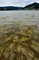 Draadfonteinkruid; Slender-leaved Pondweed; Potamogeton filiform